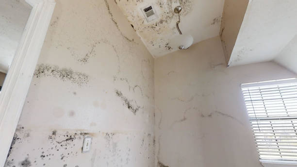 Best Forensic Mold Investigation  in Kemmerer, WY