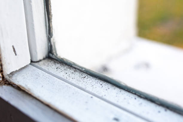 Best Attic Mold Removal  in Kemmerer, WY