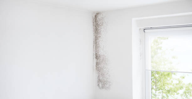 Best Post-Construction Mold Inspection  in Kemmerer, WY