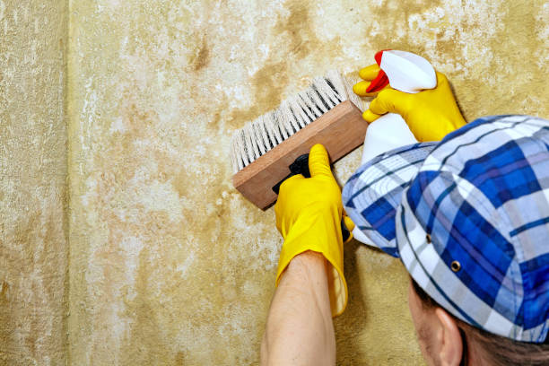 Mold Removal for HVAC Installations in Kemmerer, WY