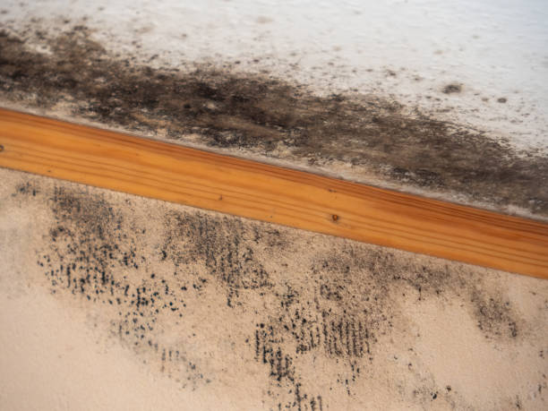 Best Biohazard Mold Removal  in Kemmerer, WY