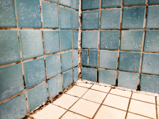 Best Airborne Mold Testing  in Kemmerer, WY
